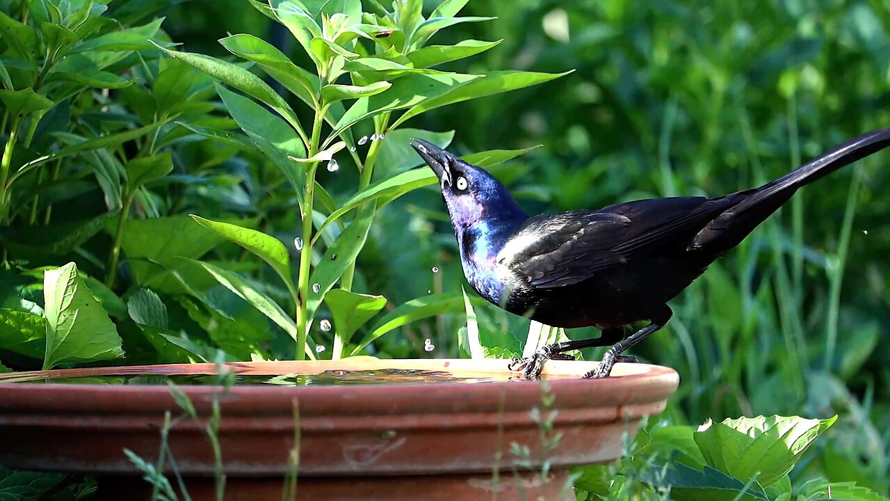 Grackle Drinking Water in Slow Motion