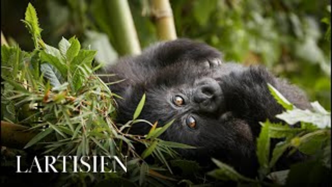 Mountain_gorillas’_survival_offers_hope_of_tackling_biodiversity_crisis_-_98_News