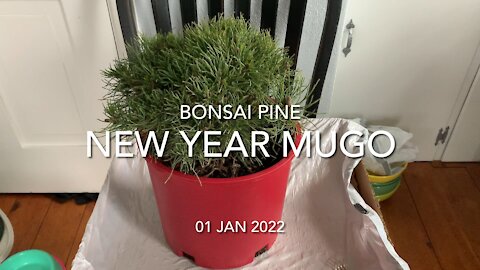 Bonsai Mugo Pine New Year