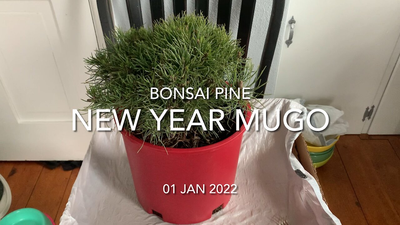 Bonsai Mugo Pine New Year