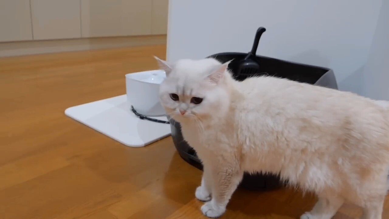 Cute cat video