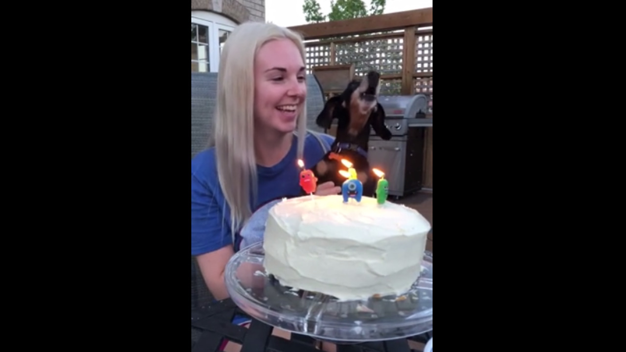 Little Dog Reaches For The Highest Notes While Singing ‘Happy Birthday’ To Owner