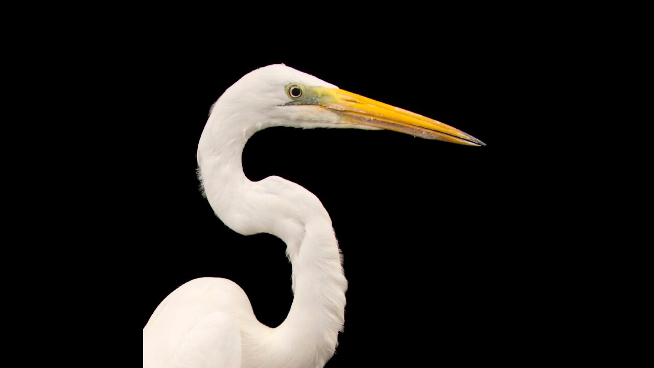 Great Egret Bird is stuck in my Clam.