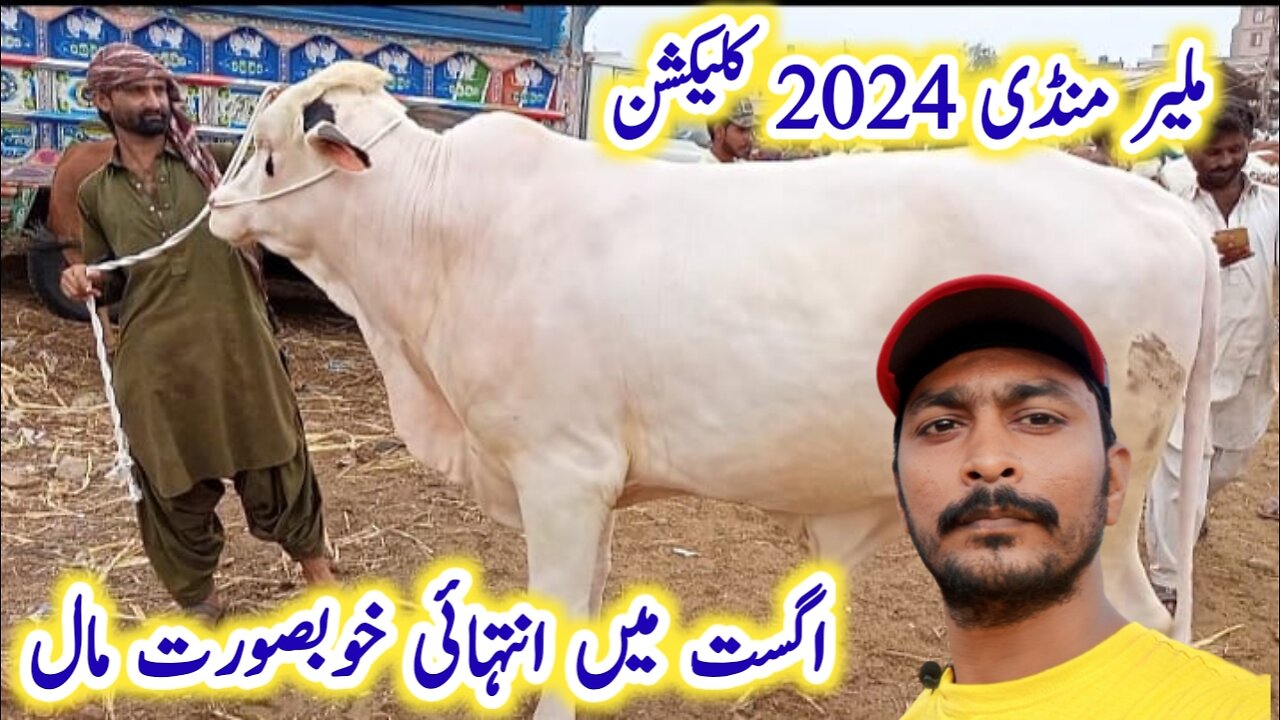 Malir Mandi Cattle Rates Update Cholistani Nukraa Ablak Cattle | 22 Aug 2023 | Cow Mandi 2023