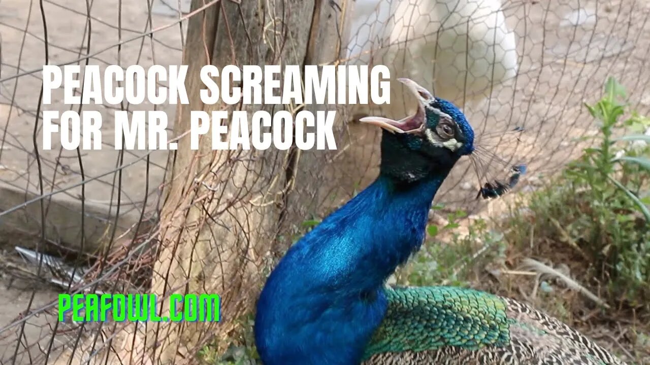 Peacock Screaming For Mr. Peacock, Peacock Minute, peafowl.com
