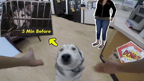 Siberian Husky Breaks Down CRYING After Being Booked Out of Jail !