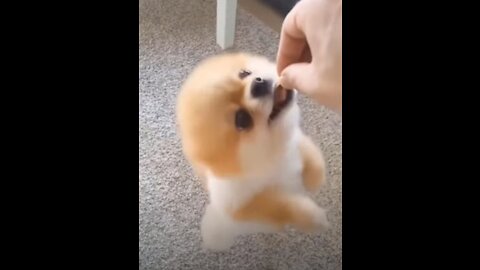 Angry - Funny Dogs of TikTok 😮 - angry Pet videos 😱