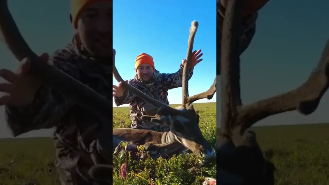 Beautiful Caribou! #caribouhunt