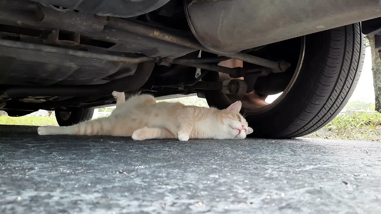 Cat Staying Out of Reach While Ignoring Calls to Come Home