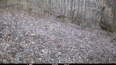 11 deer passing through