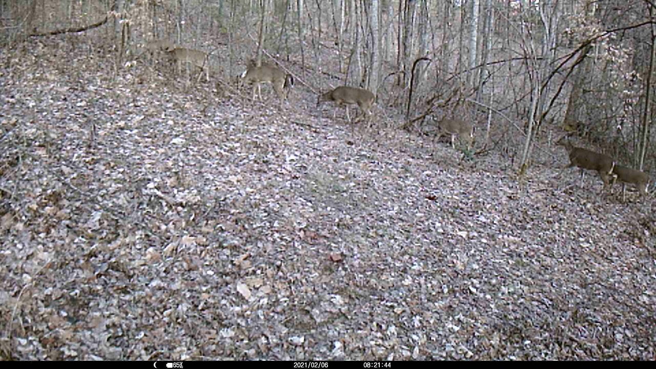 11 deer passing through