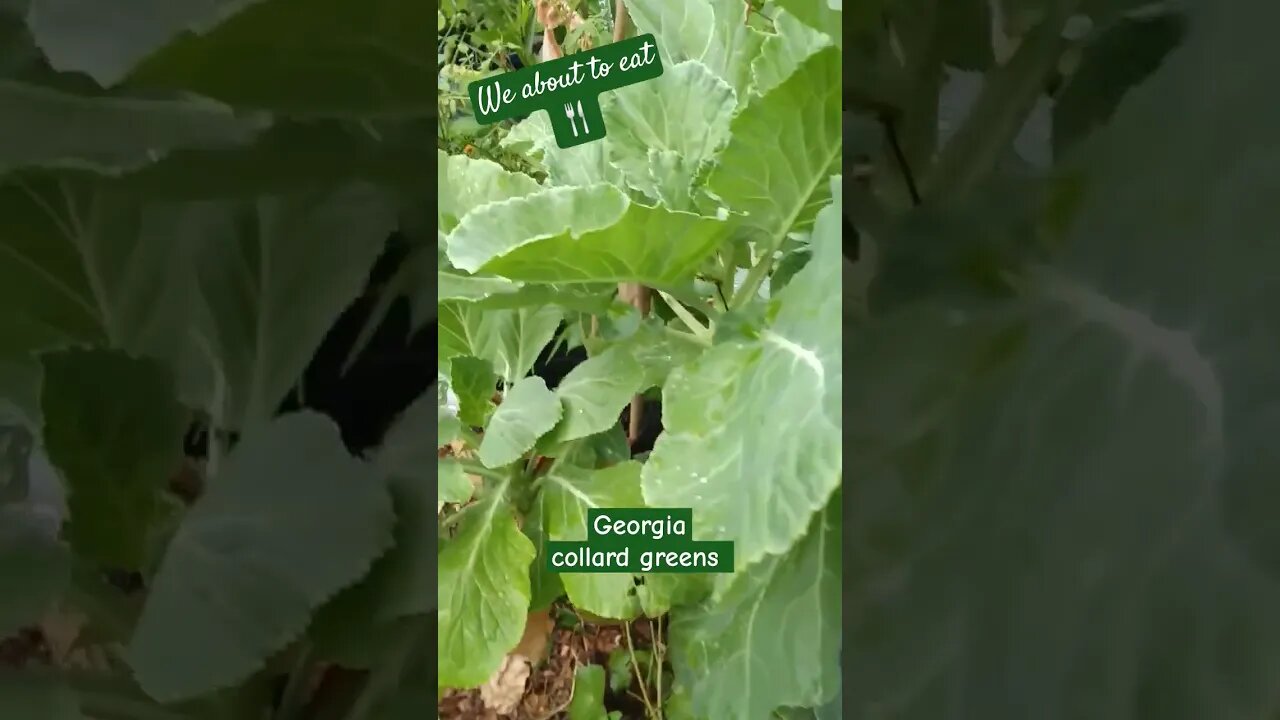 Georgia collard greens.##garden #collardgreens #shortsyoutube #plants #shorts