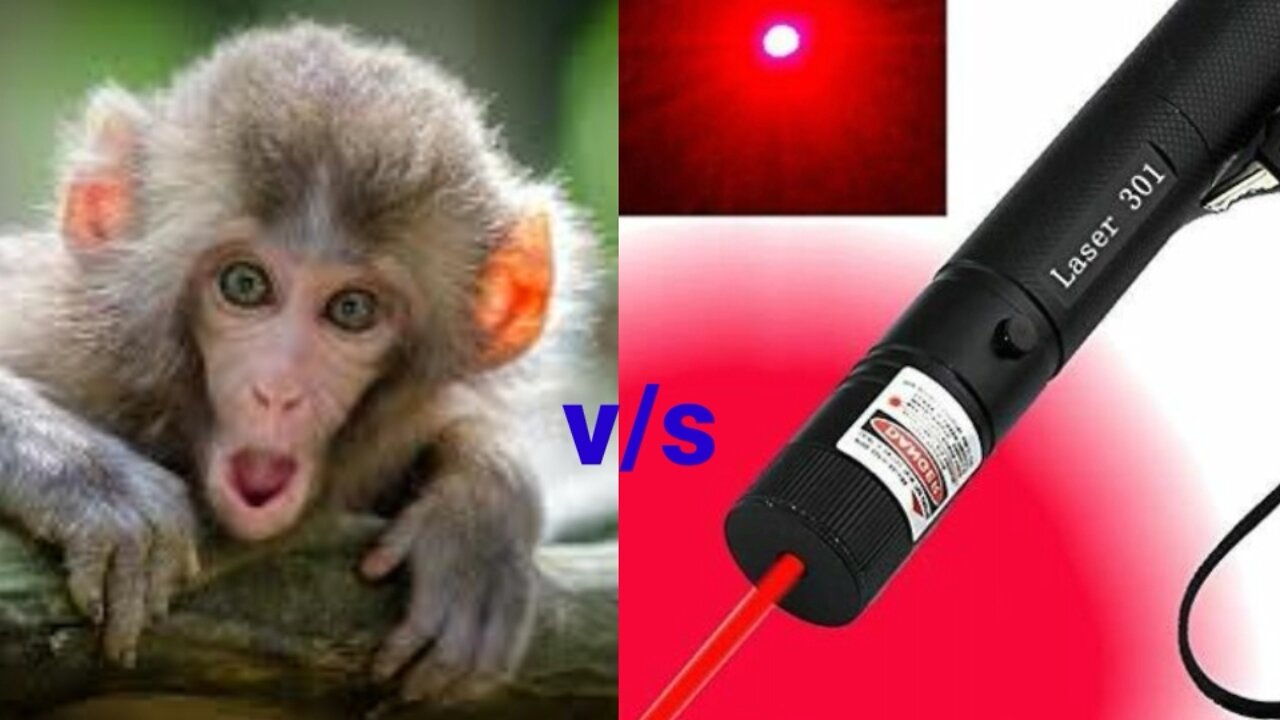 Monkey V/S legar funny Vedio