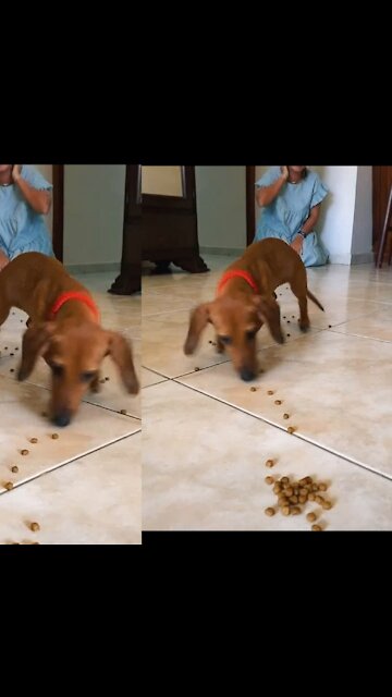 Dog running for food