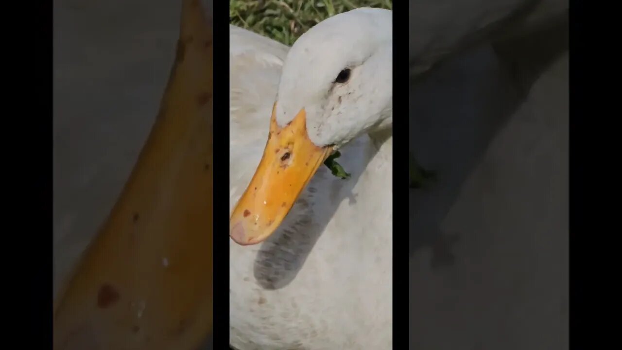 you have something stuck in your teeth #shorts #video #homestead #ducks #farm