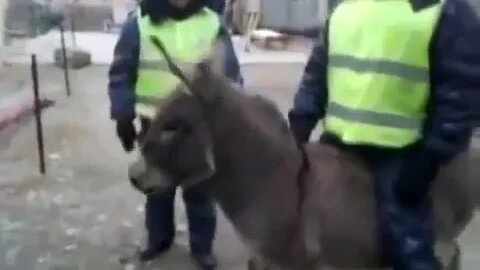 Осел похитил гаишника...