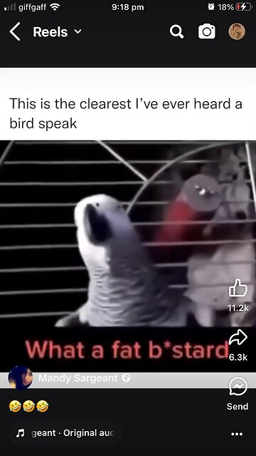 Swearing parrot 🤣