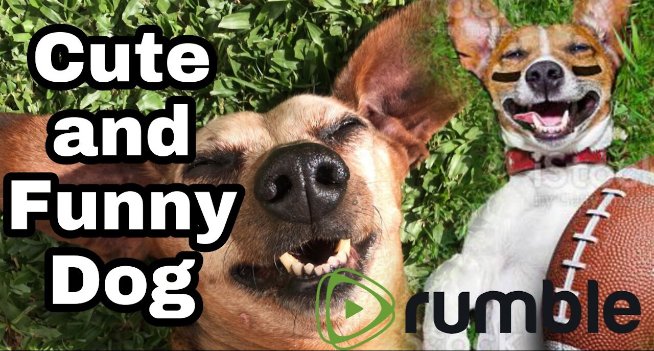 Ultimate Baby Dogs - Cute and Funny Dog Videos Compilation #Shorts