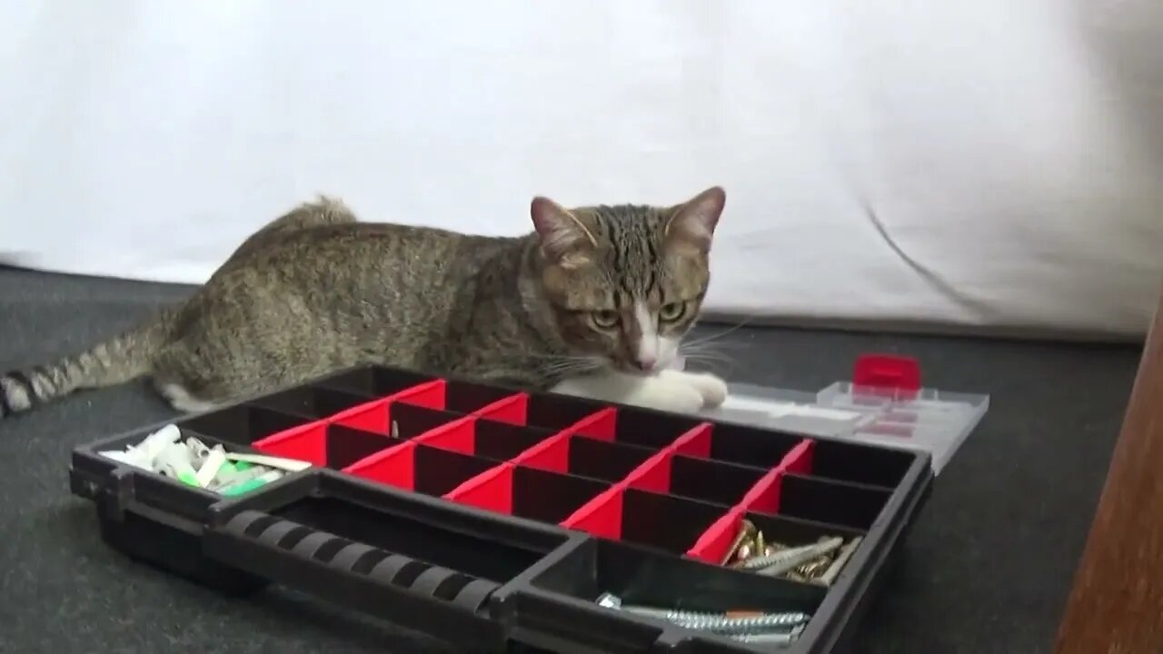 Kitten Guards the Toolbox