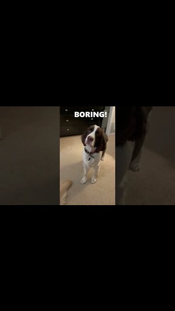 Springer Spaniel Puppy Face Is So Expressive!