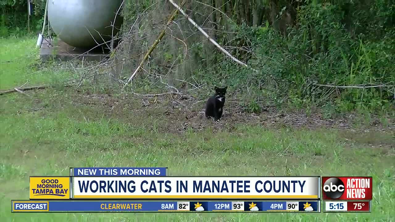 'Working Cat' program puts feral felines to work catching mice