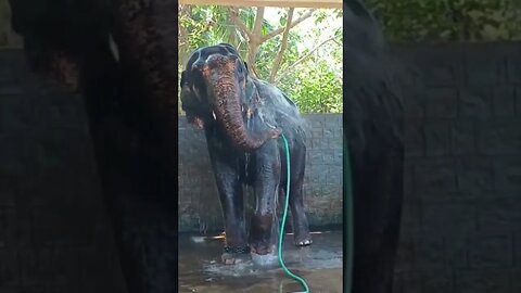 Ganpati Bappa Elephent Bathing Funny Viral Video 👌👌#funny