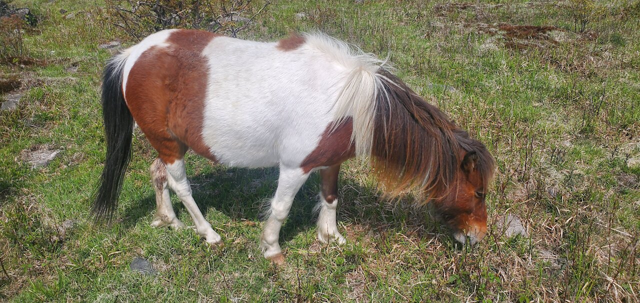 Wild Pony Fun at Grayson Highlands