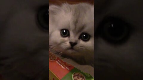 Adorable Sylvia The Scottish Fold Kitten! 😻