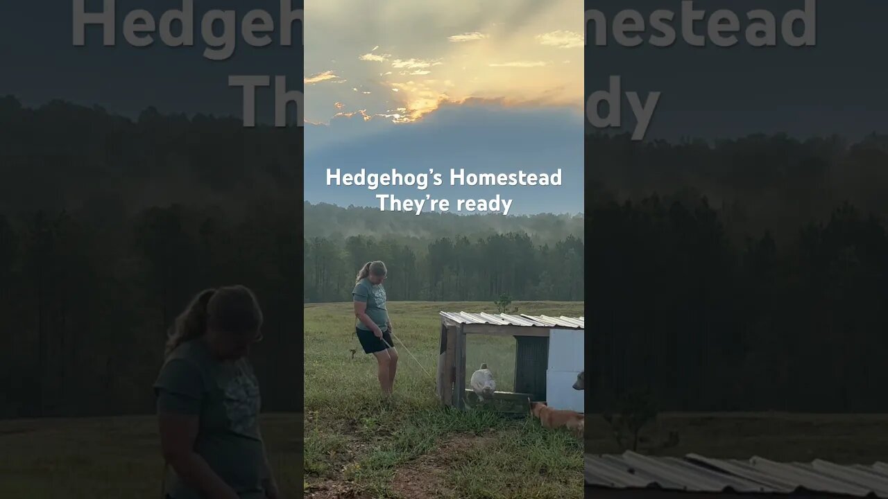 The turkeys are almost ready