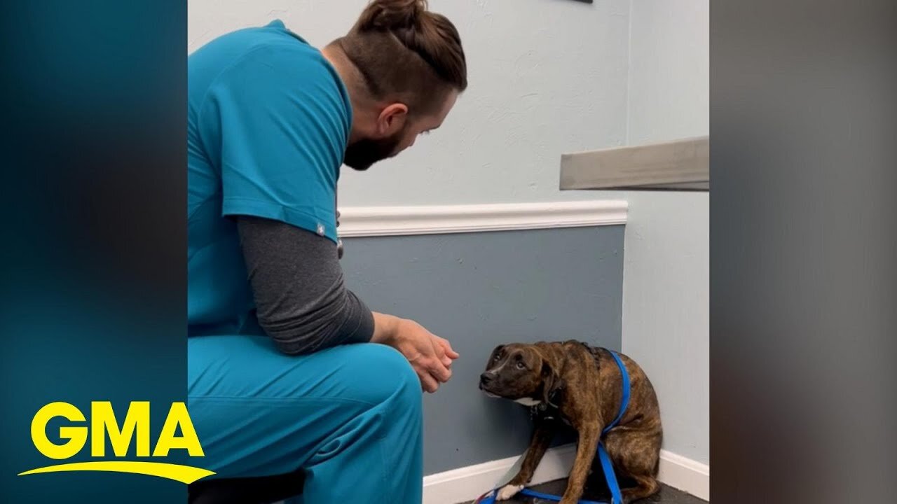 The story behind viral video of vet building trust with scared dog l GMA