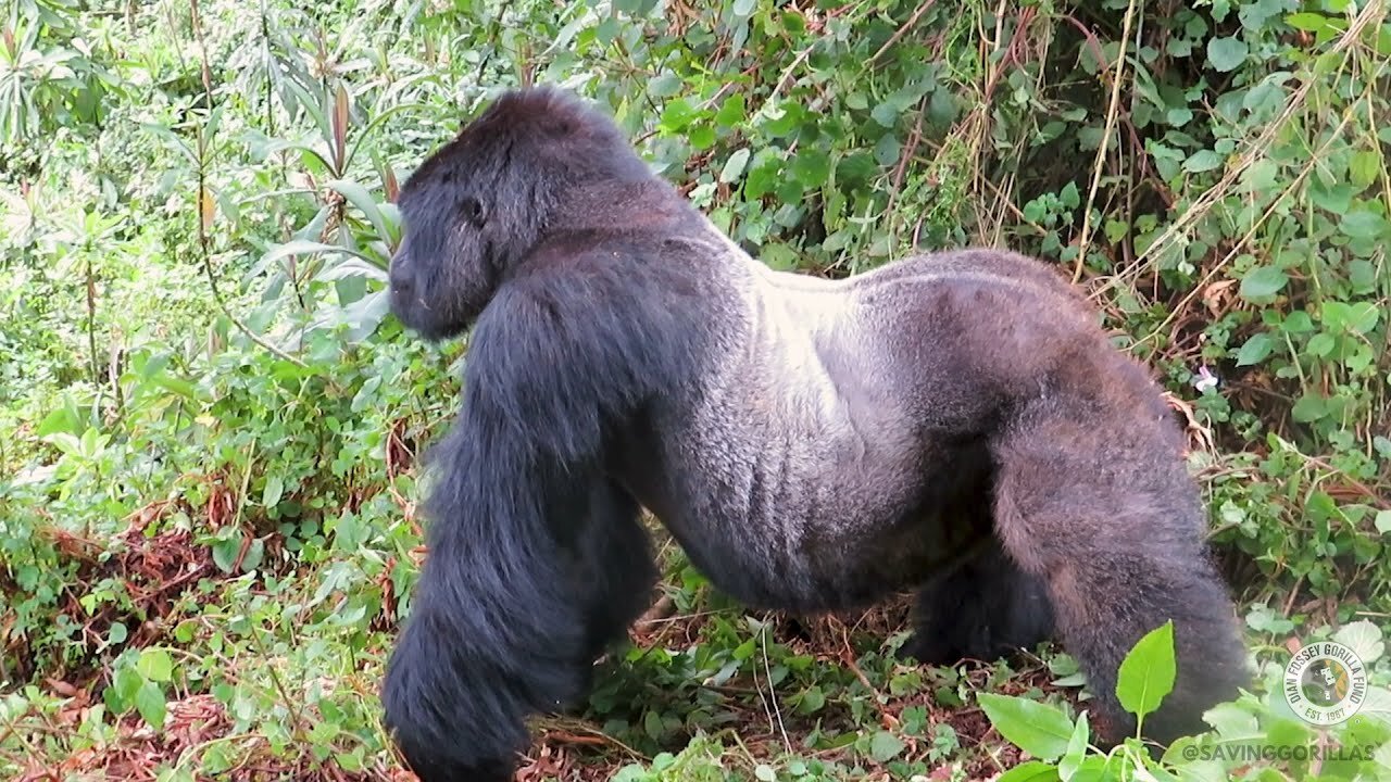 Mutobo Displays During A Group Interaction