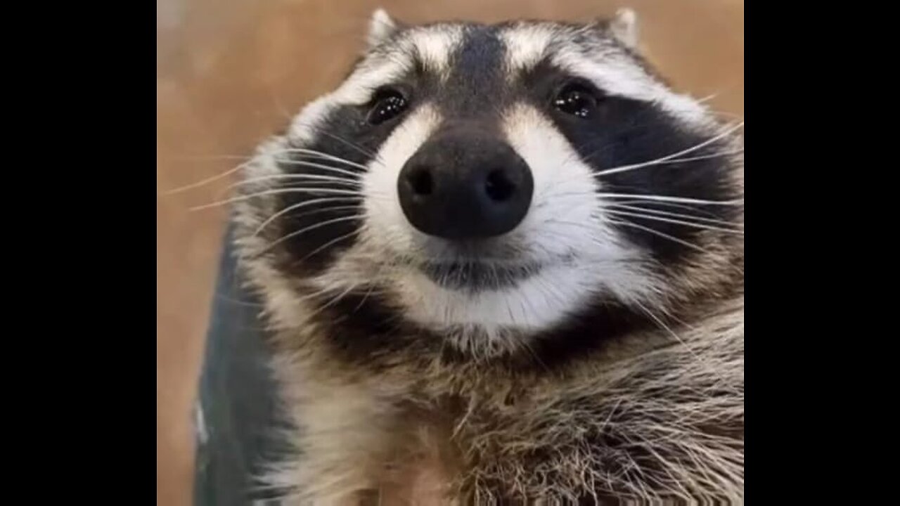 An Adorable Racoon Melodi