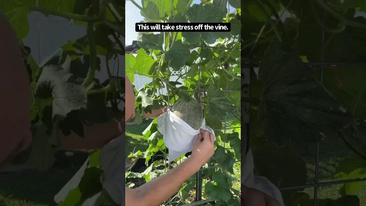 Cantaloupe hanging from a cattle panel trellis? Give it some support