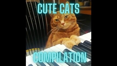 Cute Cats Compilation Vol 1 - These Cute Cats Will Make You Smile