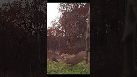 Will that buck come back next year? #deer #deerhunting #hunting #biology #shorts