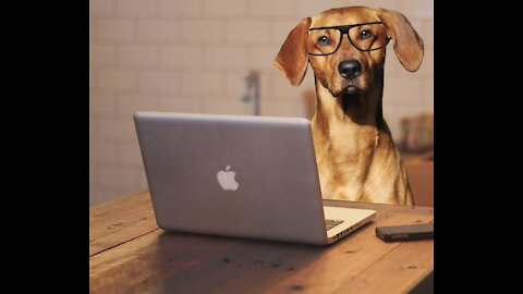 Meaning Behind 21 Strangest Dog Behaviors | Jaw-Dropping Facts about Dogs