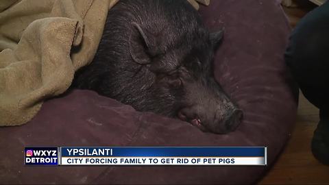 City forcing family to get rid of their pigs