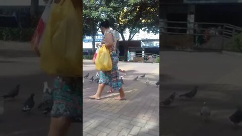 os pombos na praca pt3 #shorts