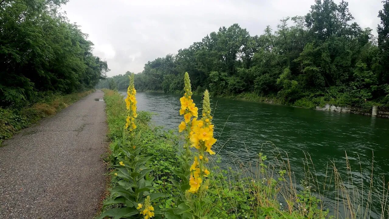 River Water Rain Clouds Nature Wind Sky Animals 😊 Sounds to Sleep, Study, Relax, Reduce Stress