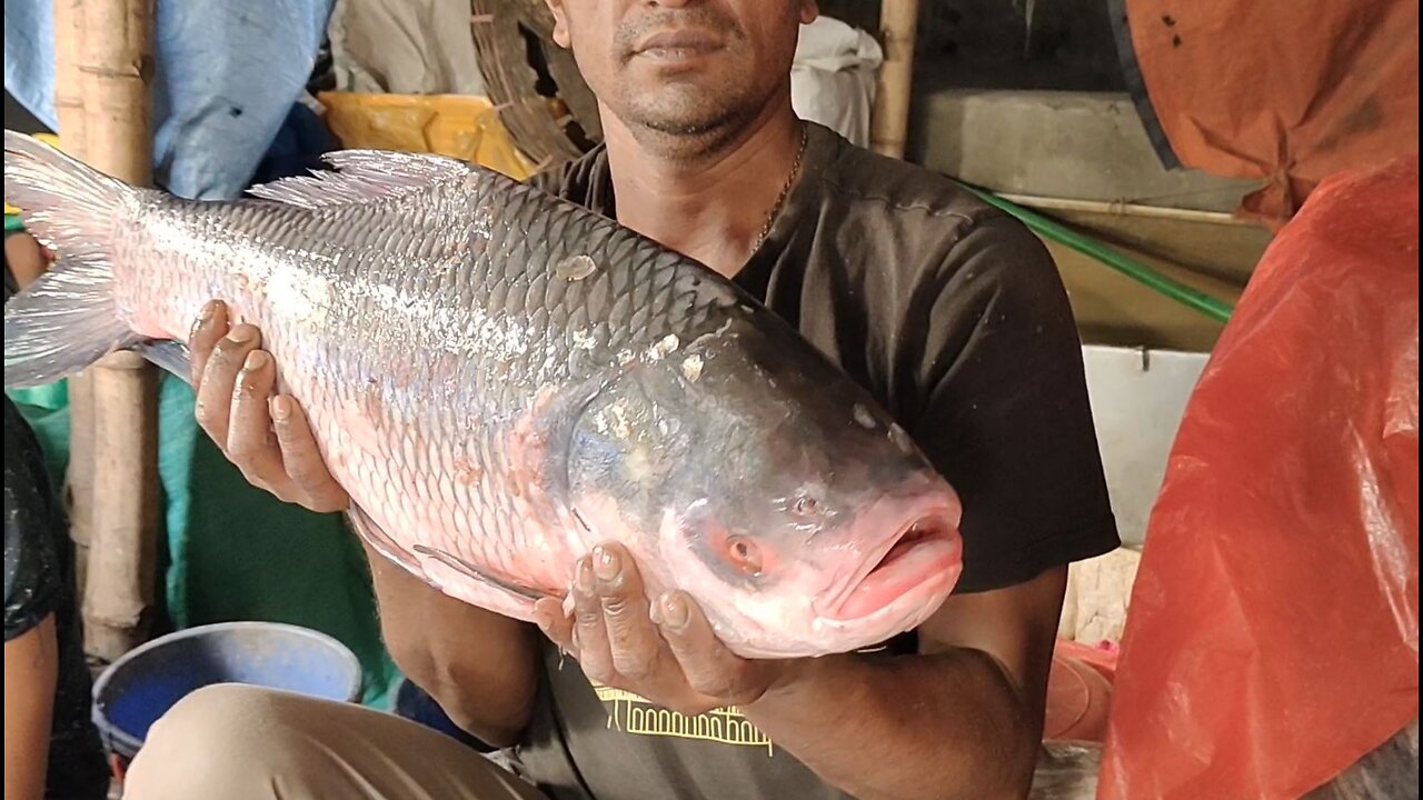 Big Katla Fish Cutting By Expert Cutter In Fish Market