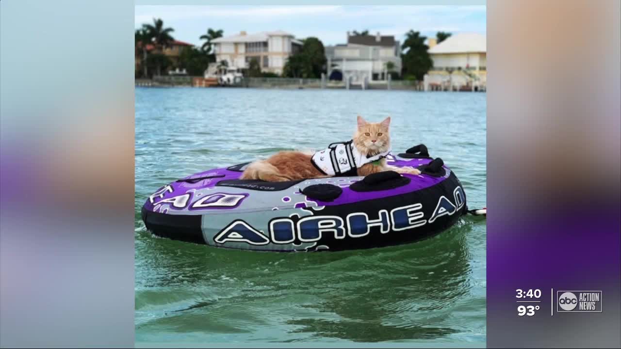 St. Pete cat becomes spokescat for various outdoor companies