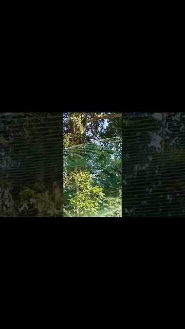 Giant Enchanted Tree in the Forest #giantree #jungle #forest