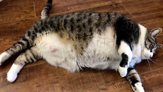 Chubby Rescue Kitty Hilariously Waddles When She Walks