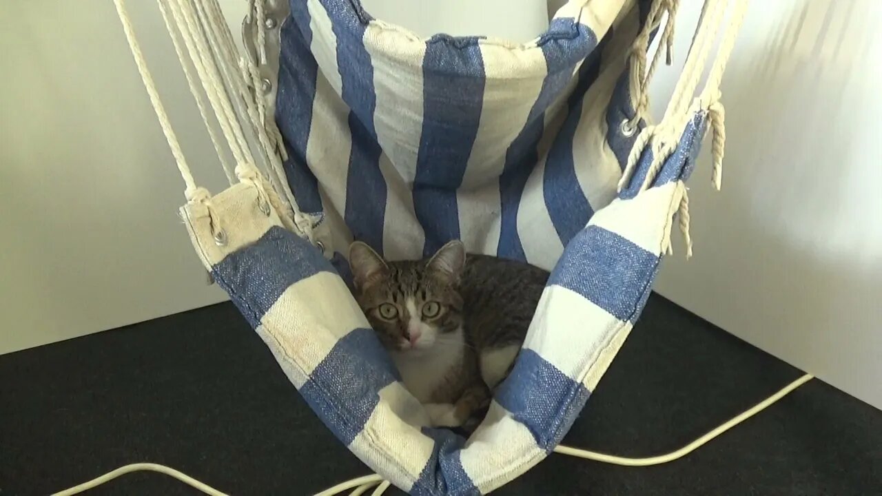 Cat Feels Well in the Hanging Chair