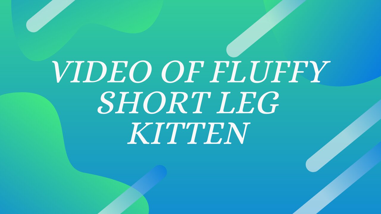 Video of fluffy short leg kitten