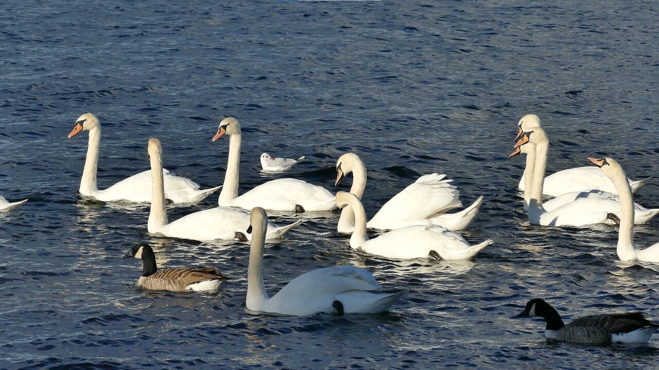 Beautiful Swan Family Swimming In The Water - Young Swans