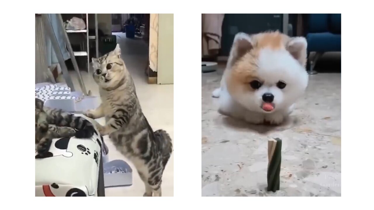 Cute Pets video help you smile