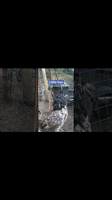 Farm surveillance. Pretty hen