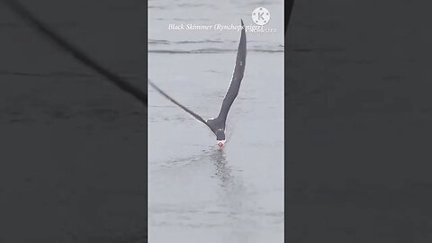 Bird hunting a fish #birds #birdsshorts #viral