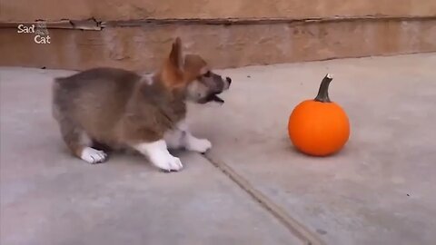 Cutest Corgi Puppies Compilation NEW 2023 Try Not to Laugh